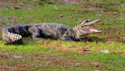 1920条!安徽野外扬子鳄种群数量创历史新高