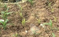 蚌埠一地被曝水污染，网友取水浇苗做实验却被人拔光，警方介入调查