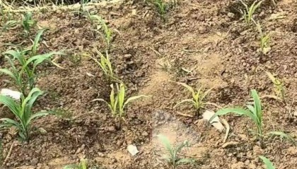 蚌埠一地被曝水污染,网友取水浇苗做实验却被人拔光,警方介入调查