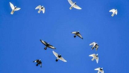 干部收95只鸽子价值132万 最贵18万