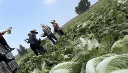 大白菜蘸甲醛只为省2000块运费？监管漏洞该补上了
