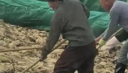 男子在酸菜池内抽烟吐痰,官方通报!