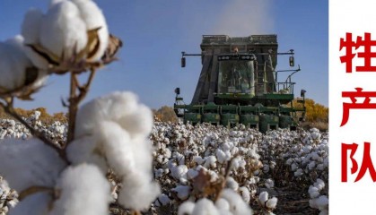 为什么西方媒体要针对“新疆棉”?