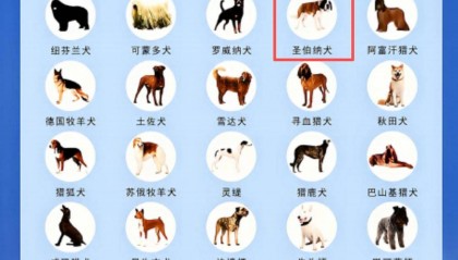 太原长风东街突发烈犬扑咬少年！违规饲养禁养犬种圣伯纳犬，犬主被行政拘留