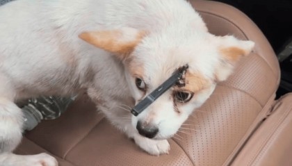 教育局回应“一教师用弓箭射杀小狗”:不实,小狗进学校前就被射伤