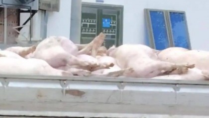 广东一肉联公司门口堆满死猪,官方:7人被控制