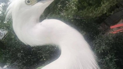 事发杭州高架!“白色不明物体”拦路?仔细一看不得了