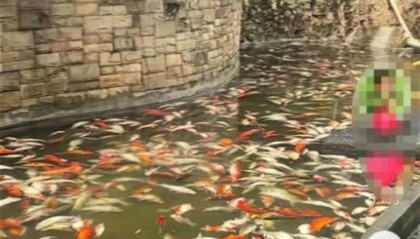 重庆观音桥步行街观赏鱼突然大量死亡,警方介入绝非小题大做