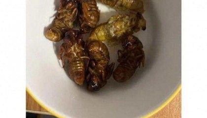 又到“知了猴”大量出现的季节,警惕:不是人人都适合吃