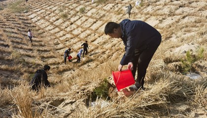 内蒙古敖汉旗:荒漠变绿洲