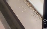 紧急提醒：瞬间爆发！上海市民崩溃：密密麻麻，蠕蠕爬行...“梧桐区”已开始战斗，白蚁或提前分飞