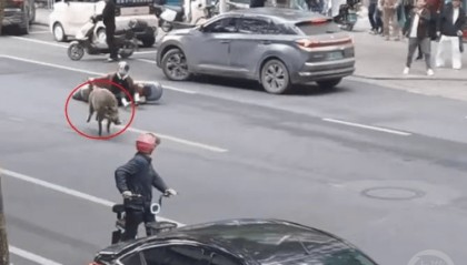 “疯狂”的野猪,“赔本”的猎人