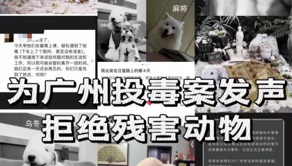 广州多只宠物狗疑遭毒死续:协会称数量增加,警方已介入调查