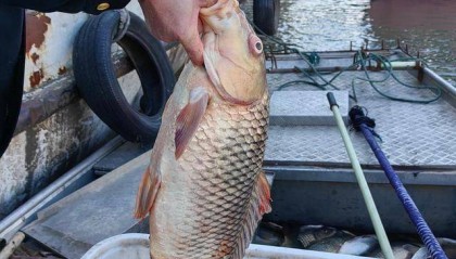 一船电走500多斤长江野生鱼,渔政雾夜收网