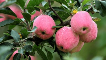 “含糖量”极高！解锁“北方水果公园”山西万荣的甜蜜