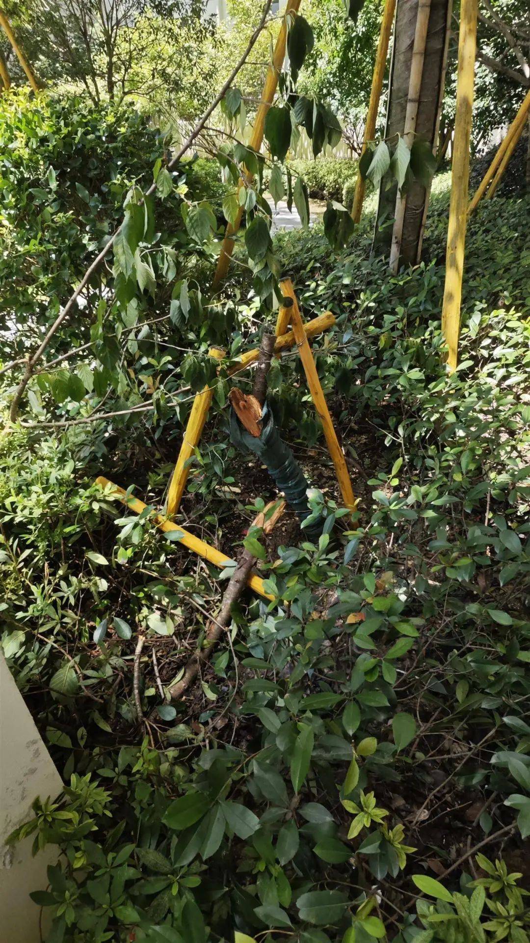7岁男孩补课期间不幸从14楼坠亡，母亲痛哭：我42岁时冒着风险生的，警方已介入