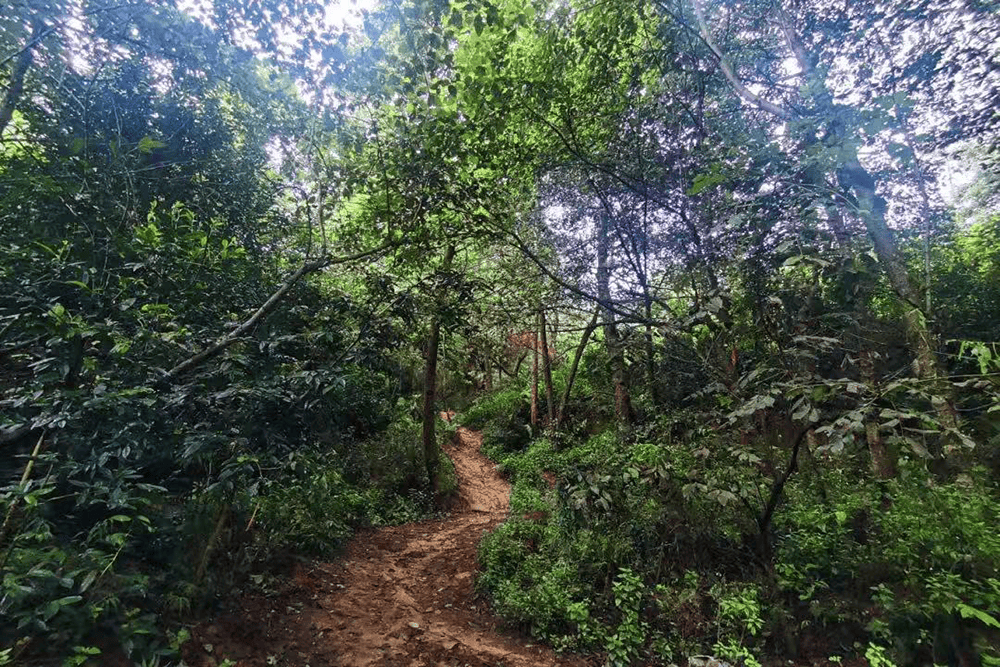 云南大理：已劝返入山采菌及徒步820人
