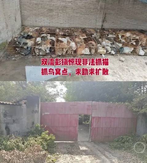 “成都一空置房非法囤猫”?官方通报:共发现被困小猫102只,未发现虐猫行为