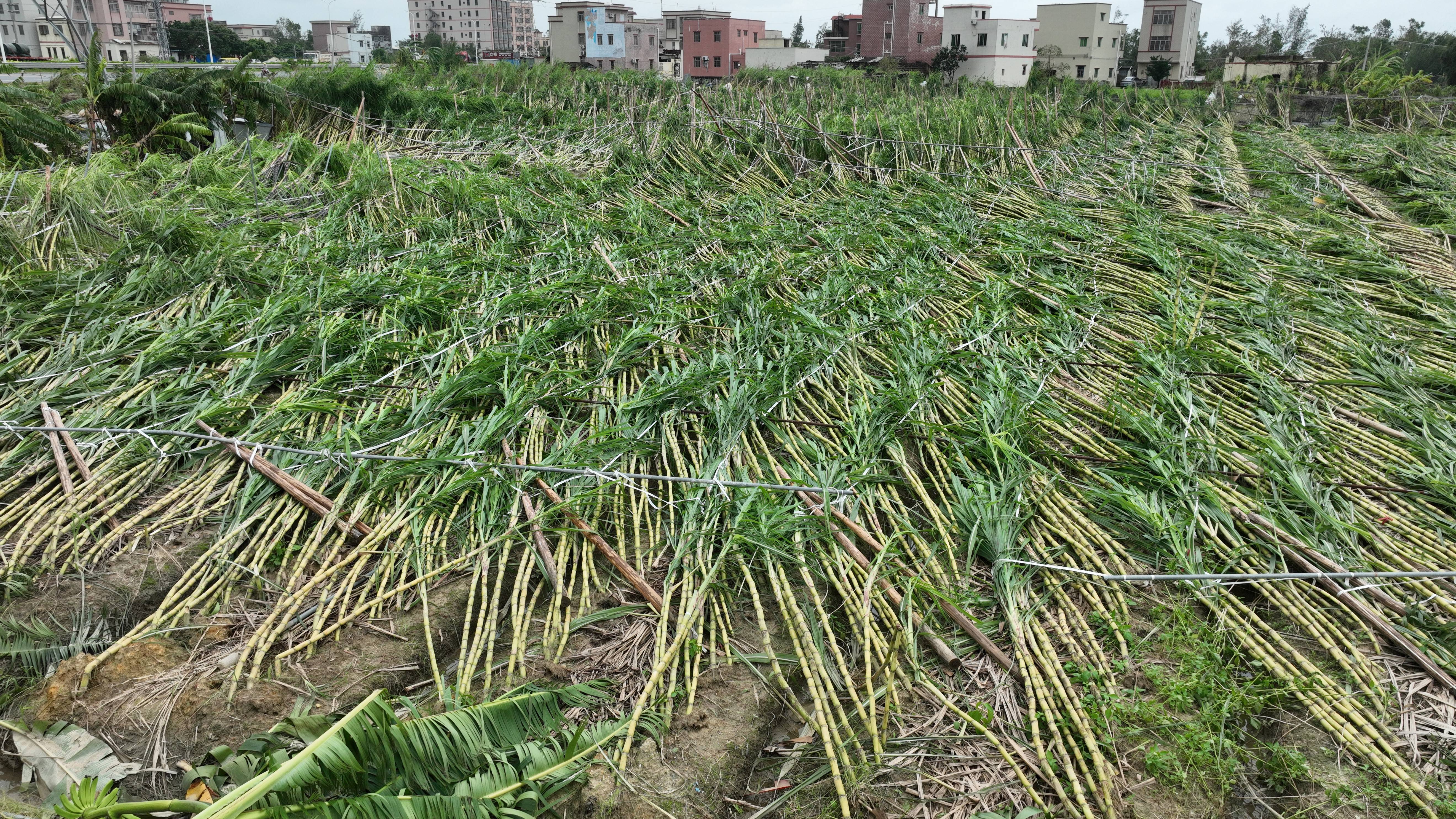 村镇导演追三个超强台风 拍下被遗忘的农民