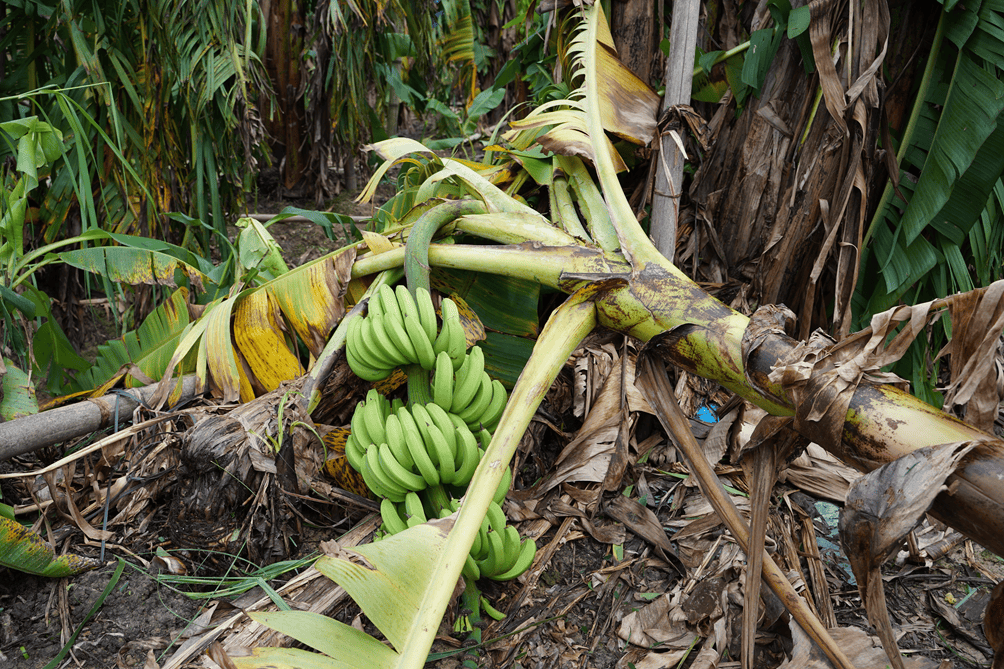 村镇导演追三个超强台风 拍下被遗忘的农民