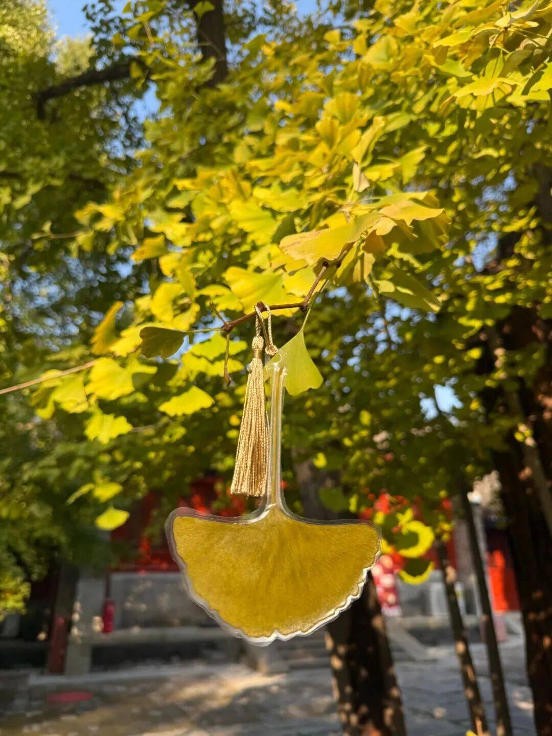 绝美！北京秋季颜值已达巅峰！这样定格最美秋天！