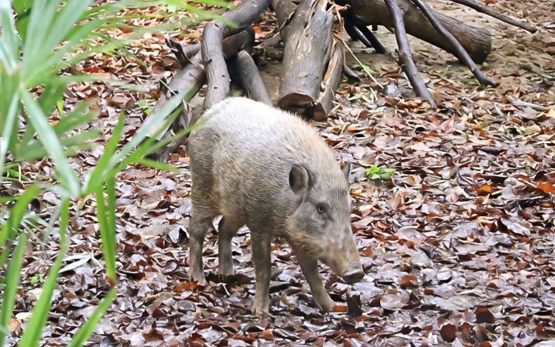 可能游江过来！有市民在扬州城区拍到了野猪……
