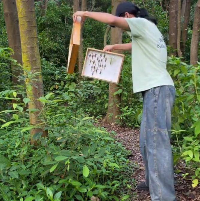 螳螂标本盒里孵出无数小螳螂，当事人：没有灭活是失误，属于本土品种已放生了