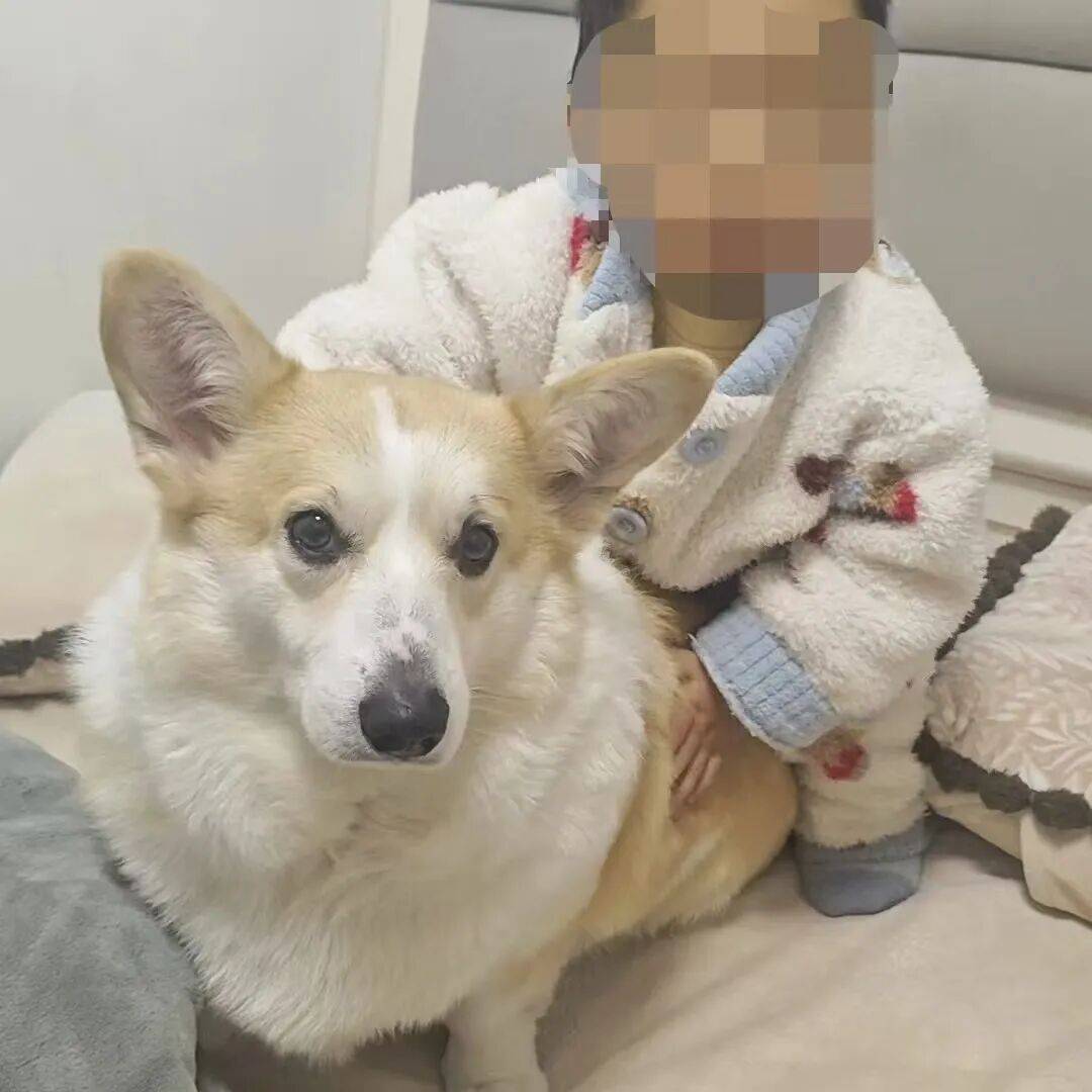 重庆2岁幼童从18楼坠亡,母亲称父亲把孩子独自留在家中去遛狗,父亲发声:我很愧疚